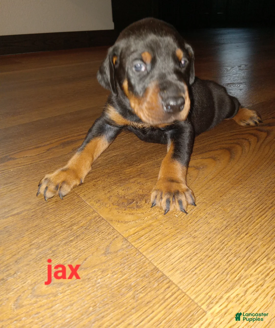Doberman Pinscher dogs for sale: Jax - Ad 1