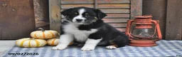 Australian Shepherd dogs for sale: Joy - Ad 4