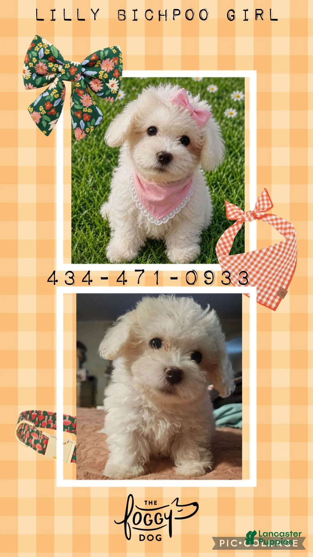 Bichpoo dogs for sale: Lilly - Ad 2