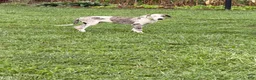 Great Dane dogs for sale: Patches Great Dane  - Ad 3