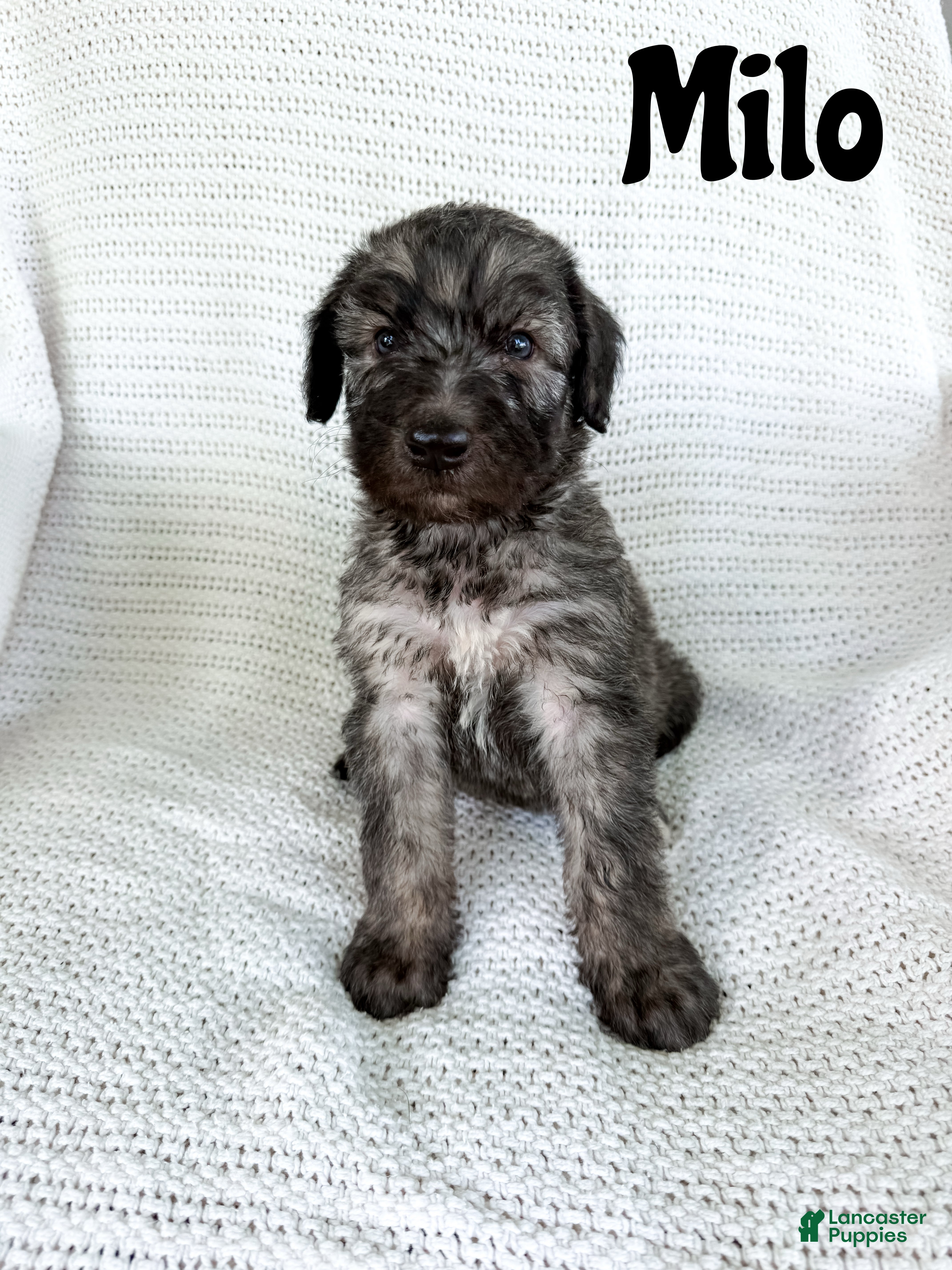 Mixed Breed dogs Milo - Ad 1