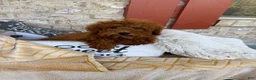 Mixed Breed dogs for sale: Jenny - Ad 4