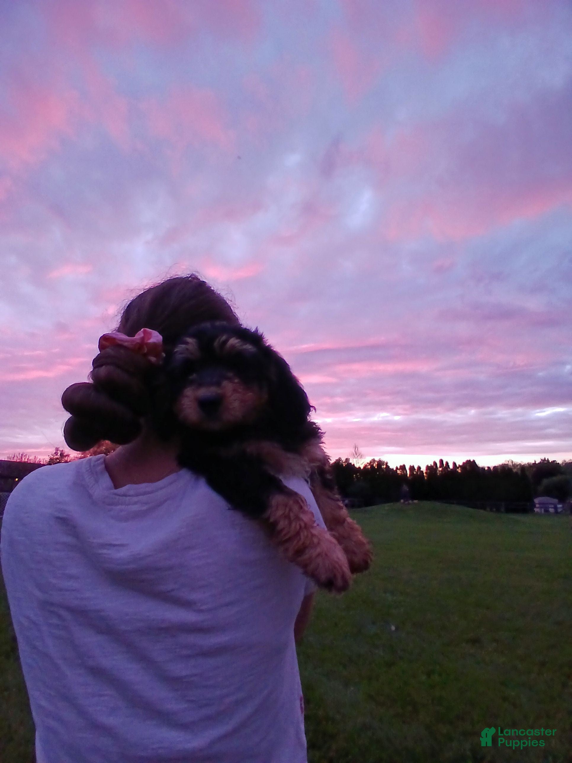 Bernedoodle dogs Charlotte, A Sweet Traditional Tri-Color Girl - Ad 1