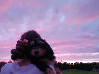 Bernedoodle dogs Charlotte, A Sweet Traditional Tri-Color Girl - Ad 1