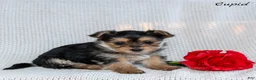 Morkie dogs for sale: Cupid - Ad 3