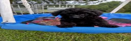Toy Poodle dogs for sale: Winnie - Ad 3