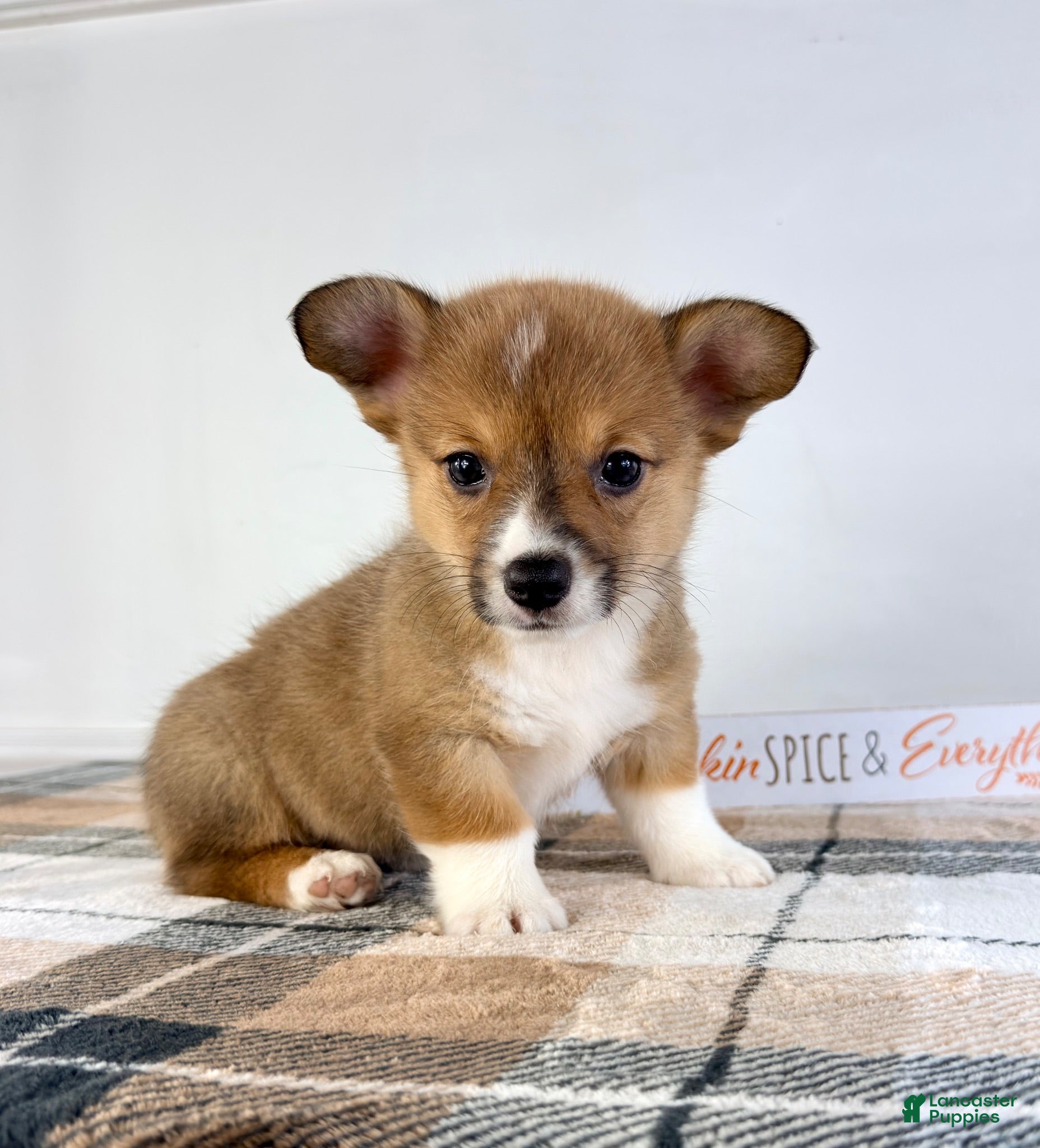 Welsh Corgi Pembroke dogs CKC MJ - Ad 6