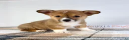 Welsh Corgi Pembroke dogs for sale: CKC MJ - Ad 1