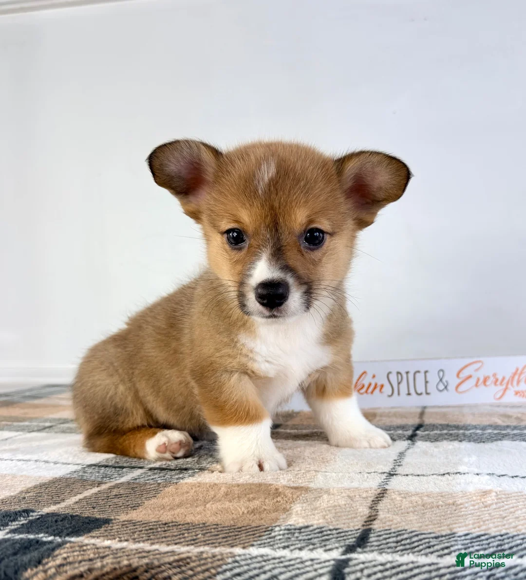 Welsh Corgi Pembroke dogs for sale: CKC MJ - Ad 1