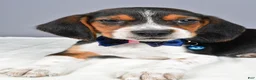 Beagle dogs for sale: Ozzy - Ad 3