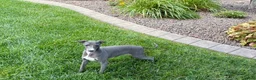 Italian Greyhound dogs for sale: Dannie - Ad 8