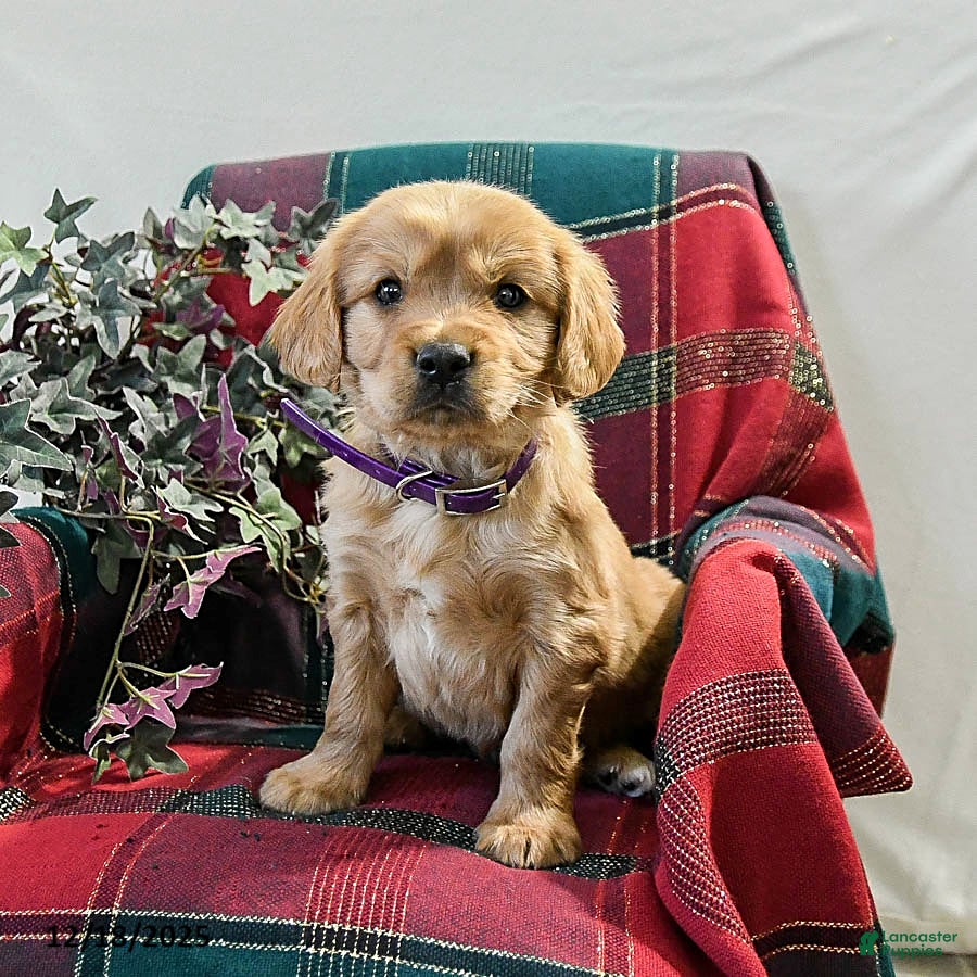 Miniature Golden Retriever dogs Timothy - Ad 14