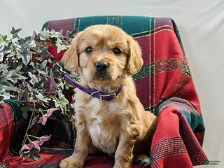 Miniature Golden Retriever dogs Timothy - Ad 2