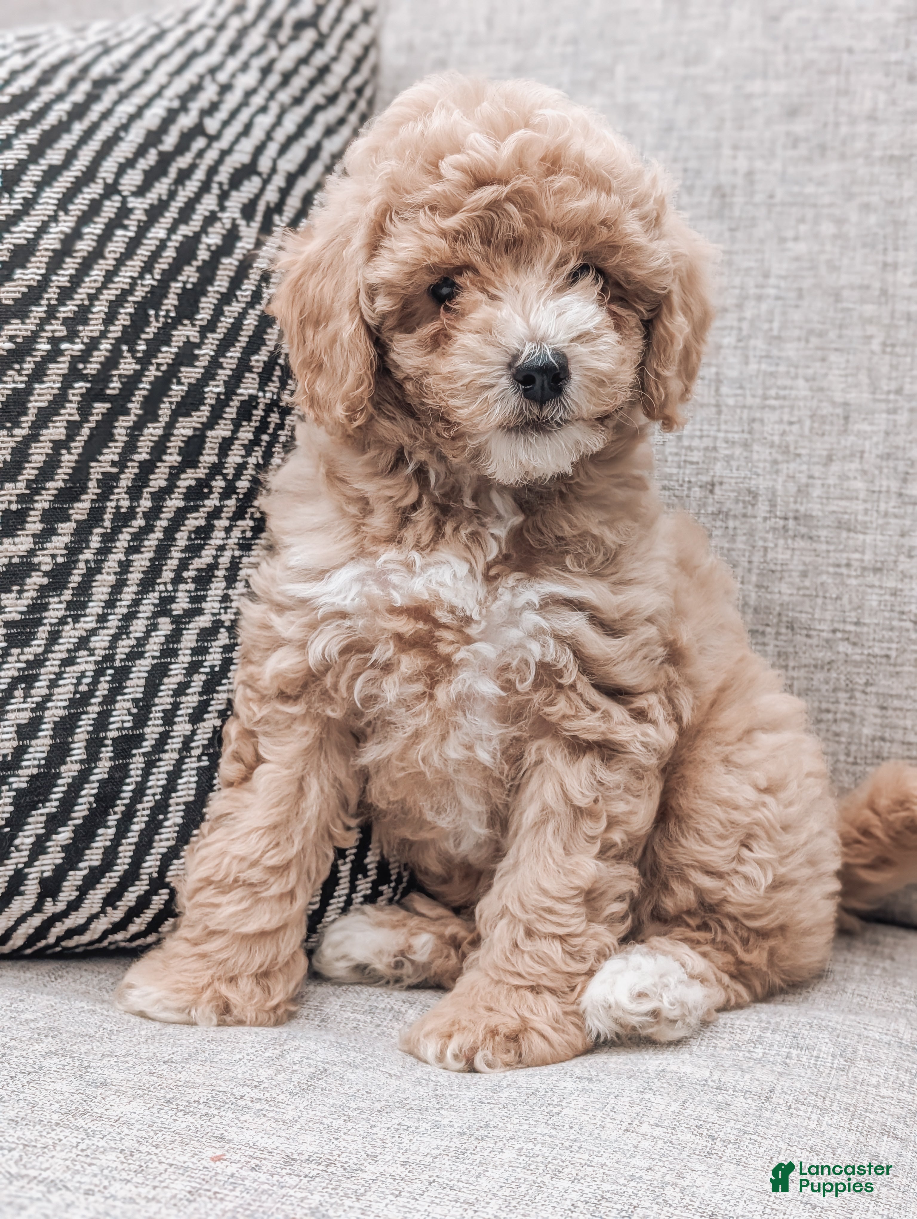 Bichpoo dogs Tucker - Ad 2