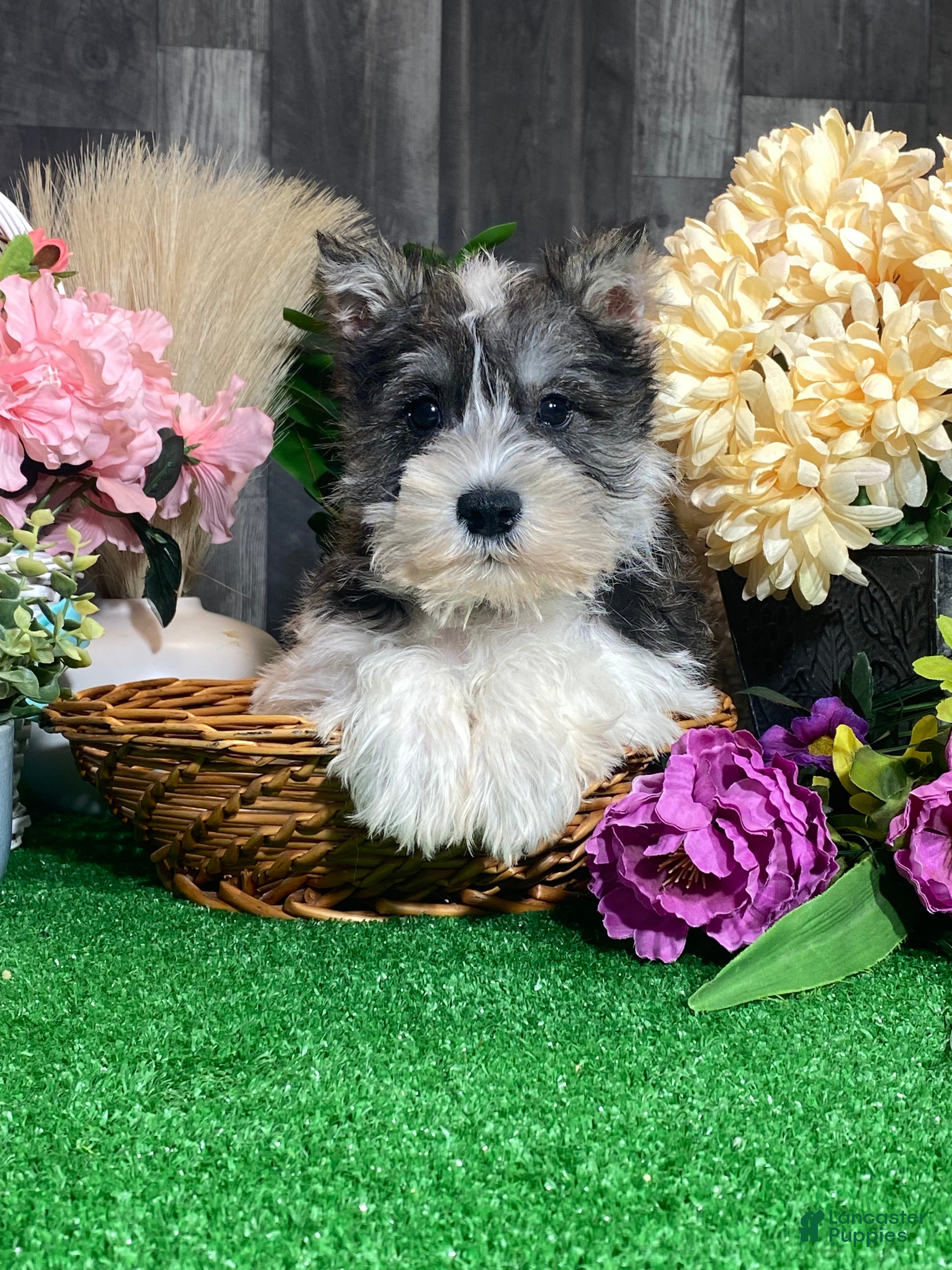 Miniature Schnauzer dogs Kane - Ad 37