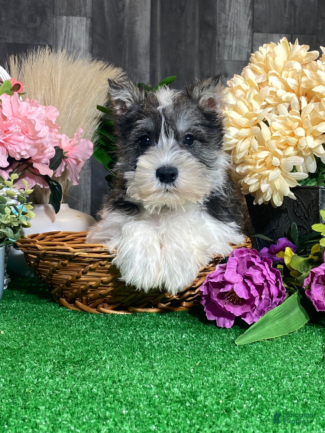 Miniature Schnauzer dogs for sale: Kane - Ad 1