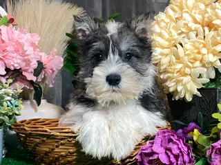 Miniature Schnauzer dogs Kane - Ad 15