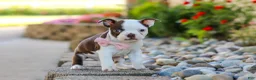 Boston Terrier dogs for sale: Sammy - Ad 5