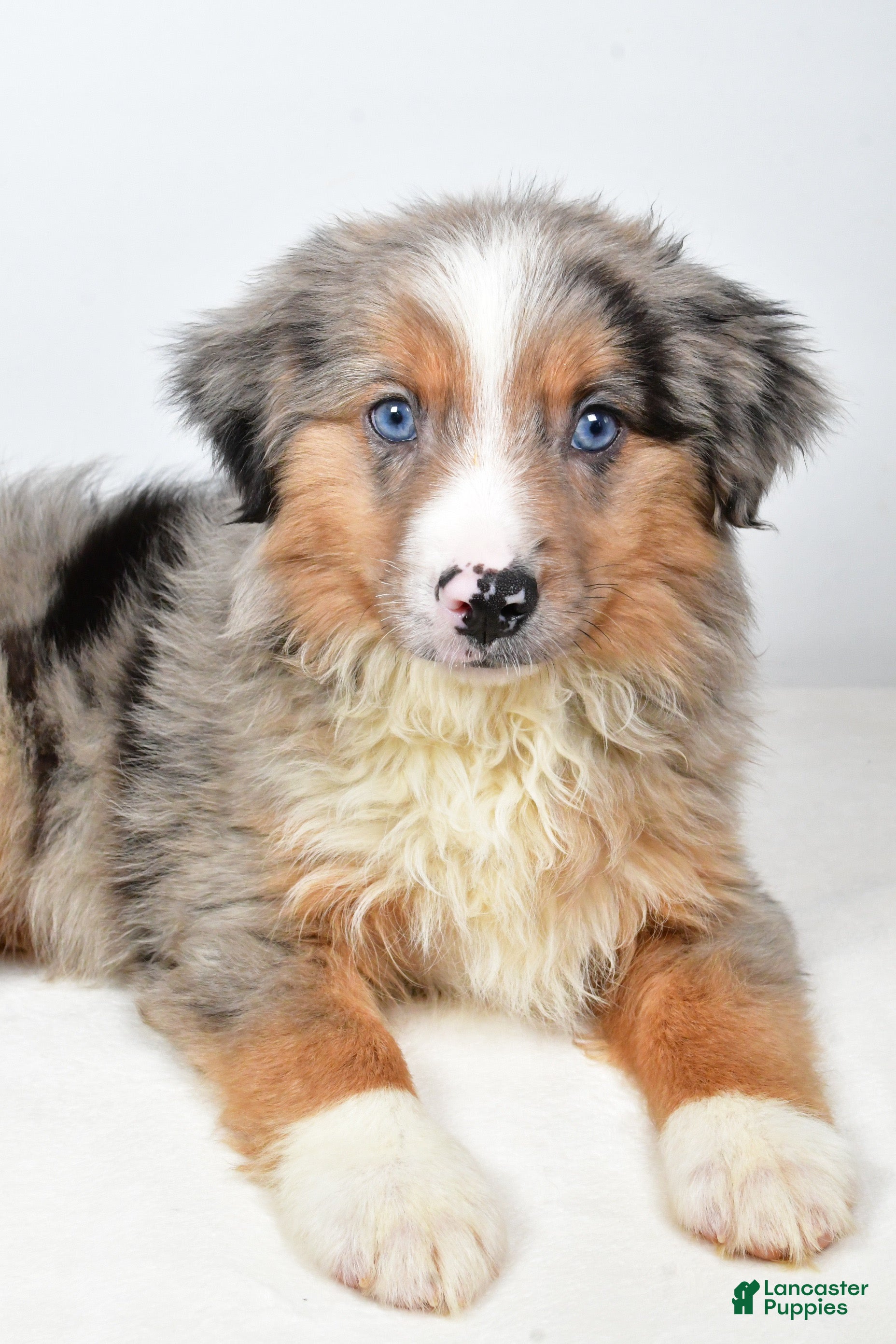 Miniature Australian Shepherd dogs Winston - Ad 2