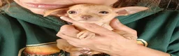 Chihuahua dogs for sale: Teacup Red Fawn girl, Nationwide Delivery  - Ad 3