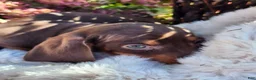 Miniature Dachshund dogs for sale: Cocoa - Ad 14