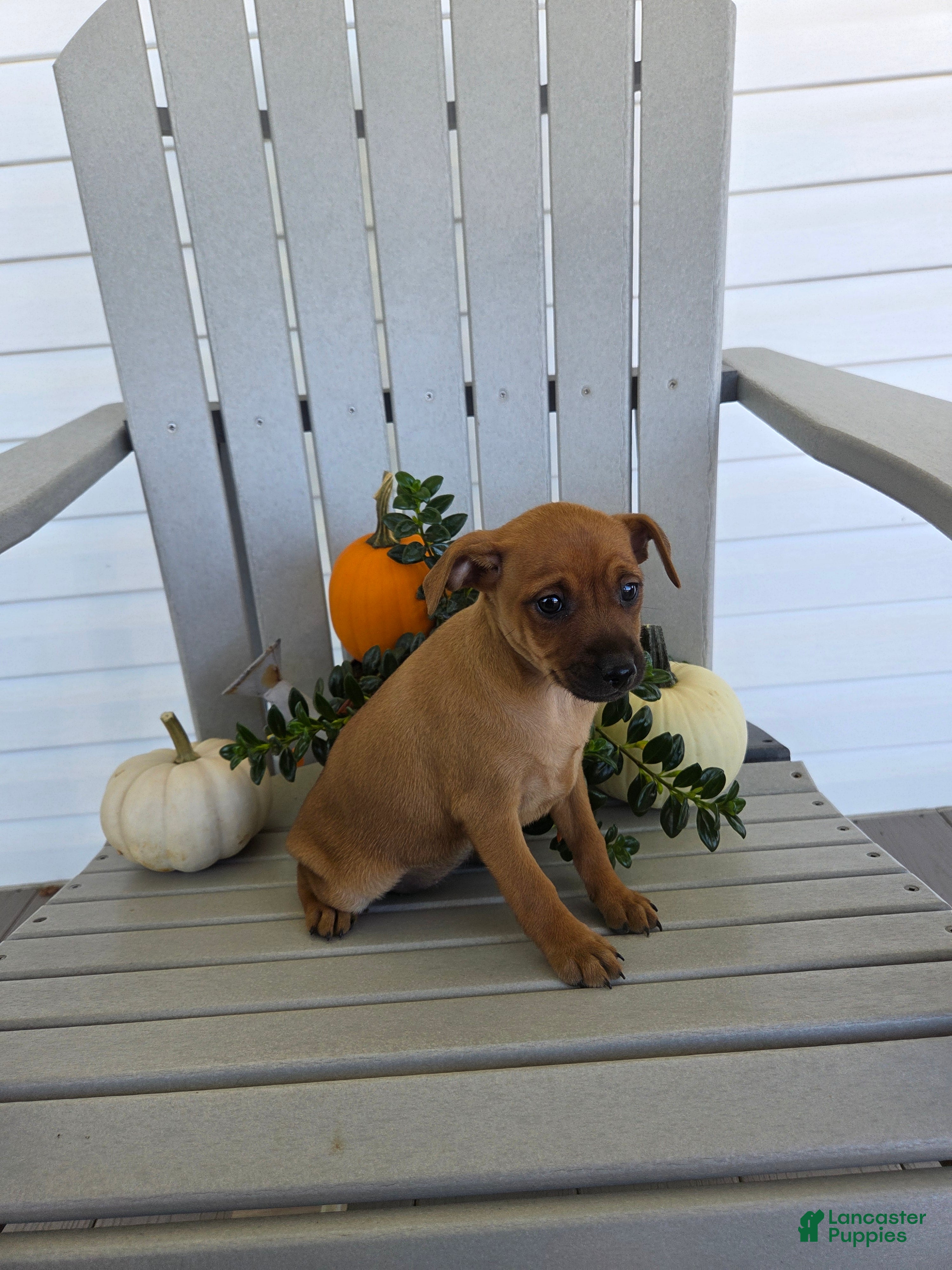 Miniature Pinscher dogs Dolly - Ad 2