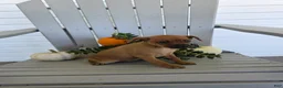 Miniature Pinscher dogs for sale: Dolly - Ad 2