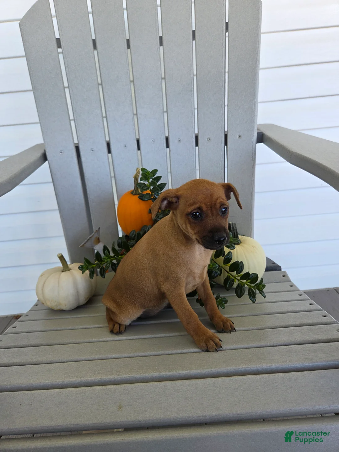 Miniature Pinscher dogs for sale: Dolly - Ad 2