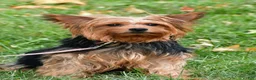 Yorkshire Terrier dogs for sale: Patty - Ad 9
