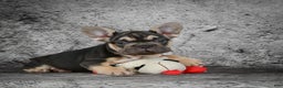 French Bulldog dogs for sale: Claire - Ad 8