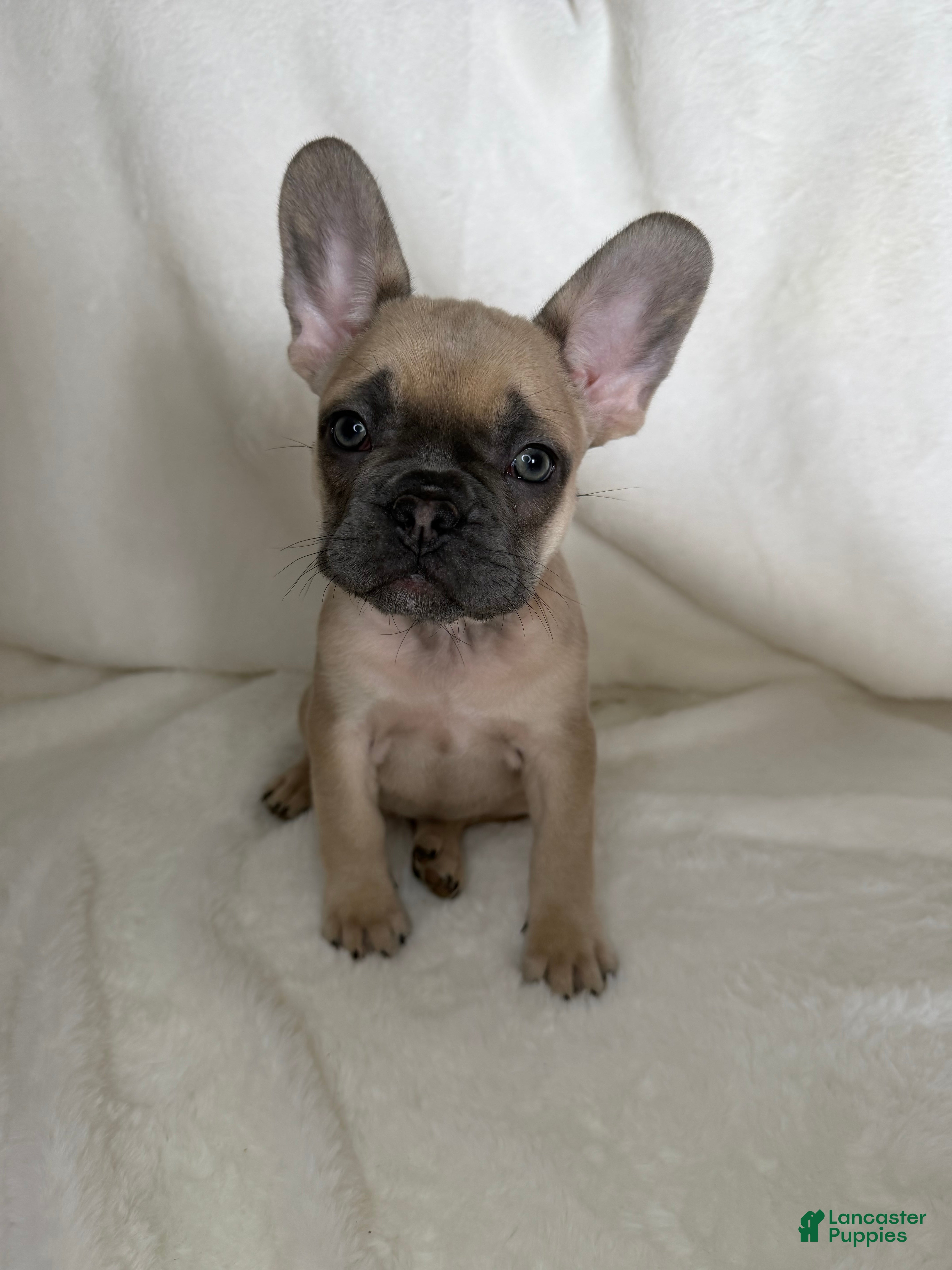 French Bulldog dogs French Bulldog 3 - Ad 30