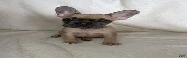 French Bulldog 3