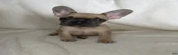 French Bulldog dogs for sale: French Bulldog 3 - Ad 1