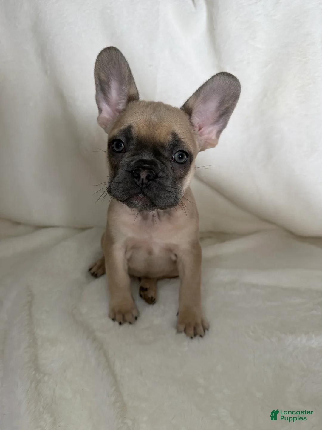 French Bulldog dogs for sale: French Bulldog 3 - Ad 1