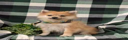 Pomeranian dogs for sale: Boone - Ad 3