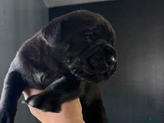 Cane Corso dogs - Ad 32