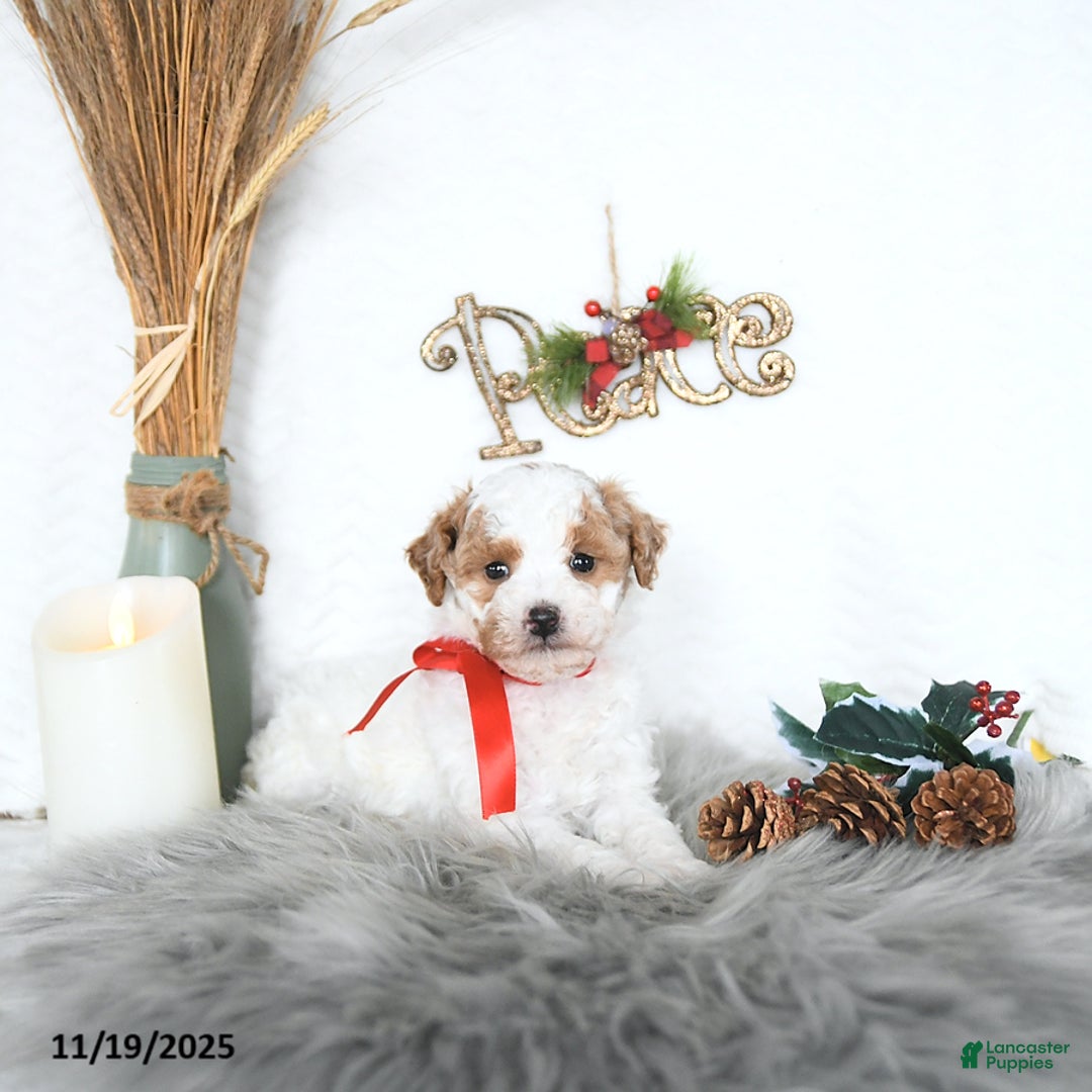 Cavapoo dogs for sale: Savanna HOUSE RAISED - Ad 5