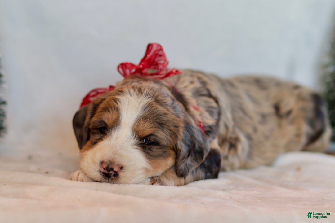 Bernedoodle dogs for sale: Winter - Ad 5