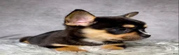 Mixed Breed dogs for sale: Miss Sadie  - Ad 12