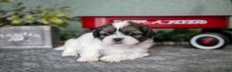 Shih Tzu dogs for sale: Alan - Ad 2