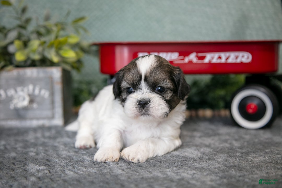 Shih Tzu dogs for sale: Alan - Ad 2