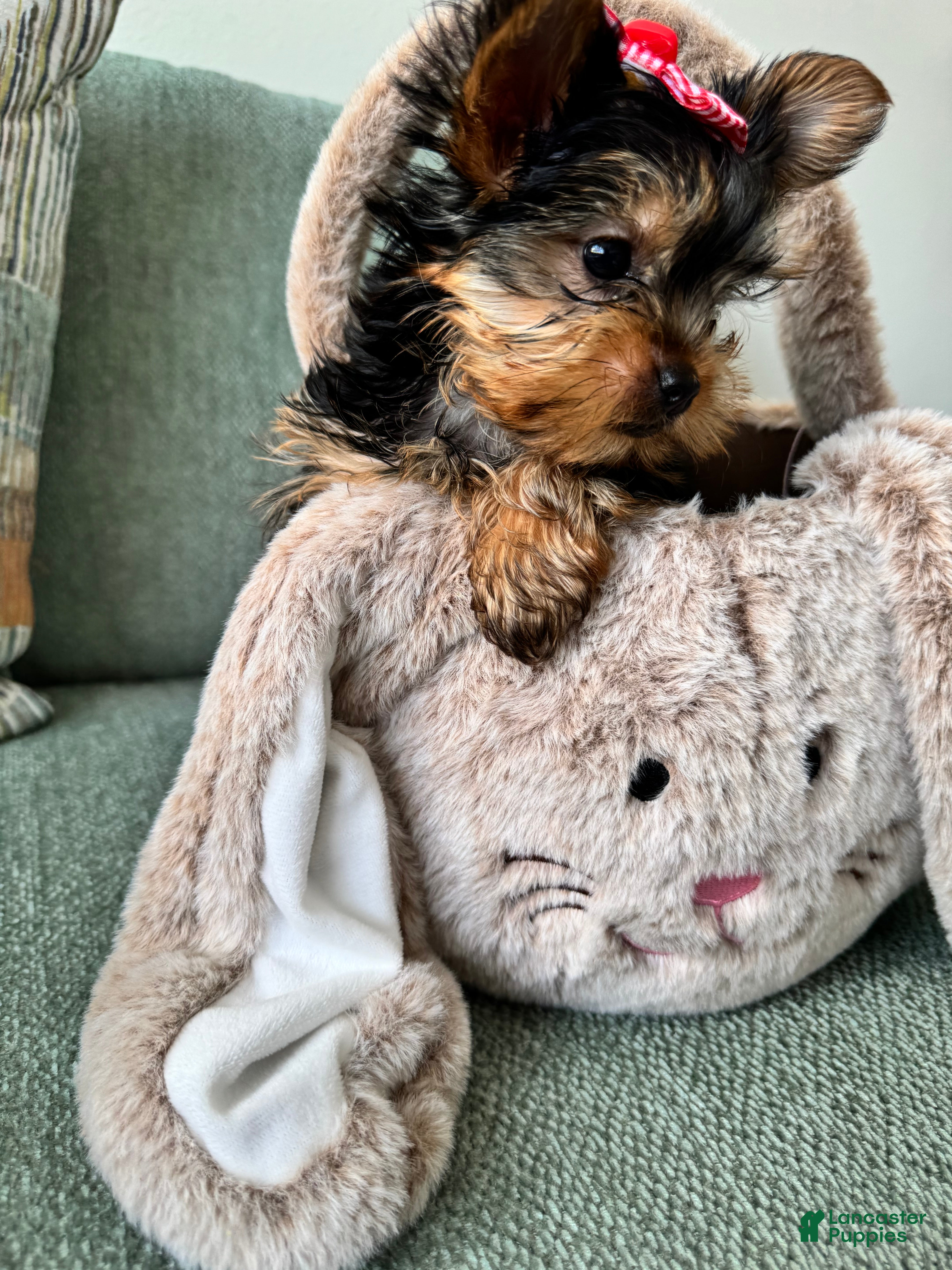 Yorkshire Terrier dogs Yorkshire Terrier Puppy 2 - Ad 2