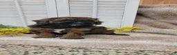 Cockapoo dogs for sale: Jack - Ad 3