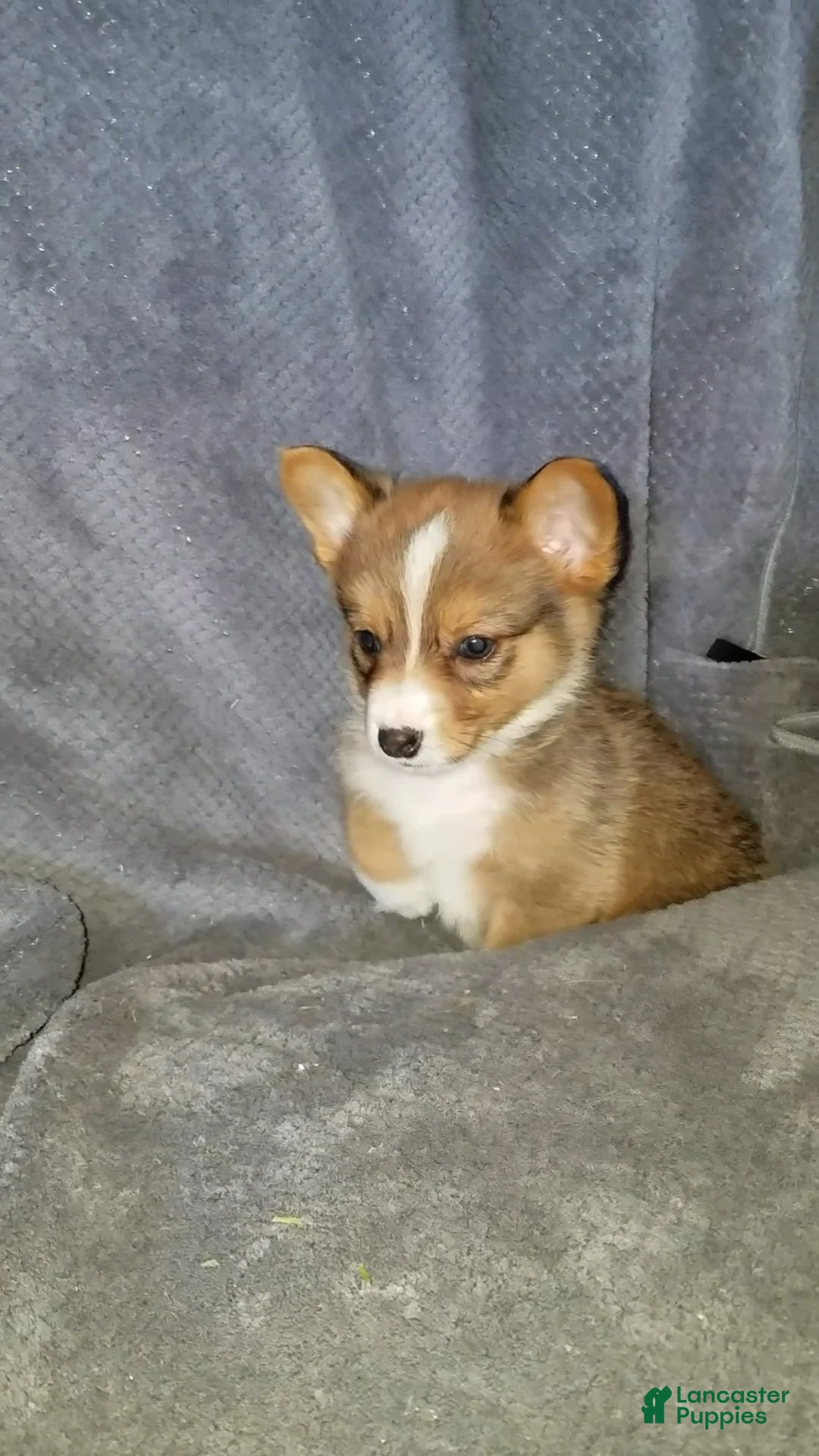 Mixed Breed dogs for sale: Archer - Ad 6