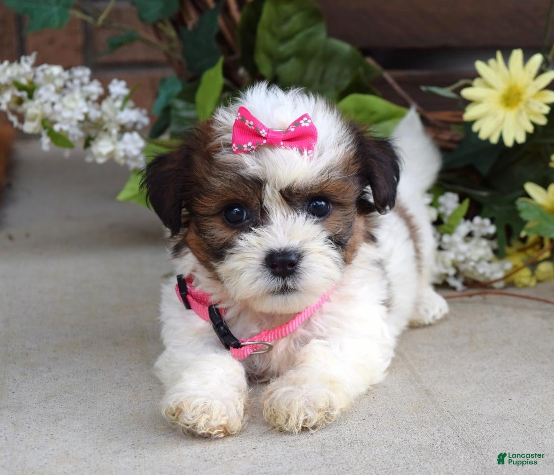 Teddy Bear dogs Daisy - Ad 1