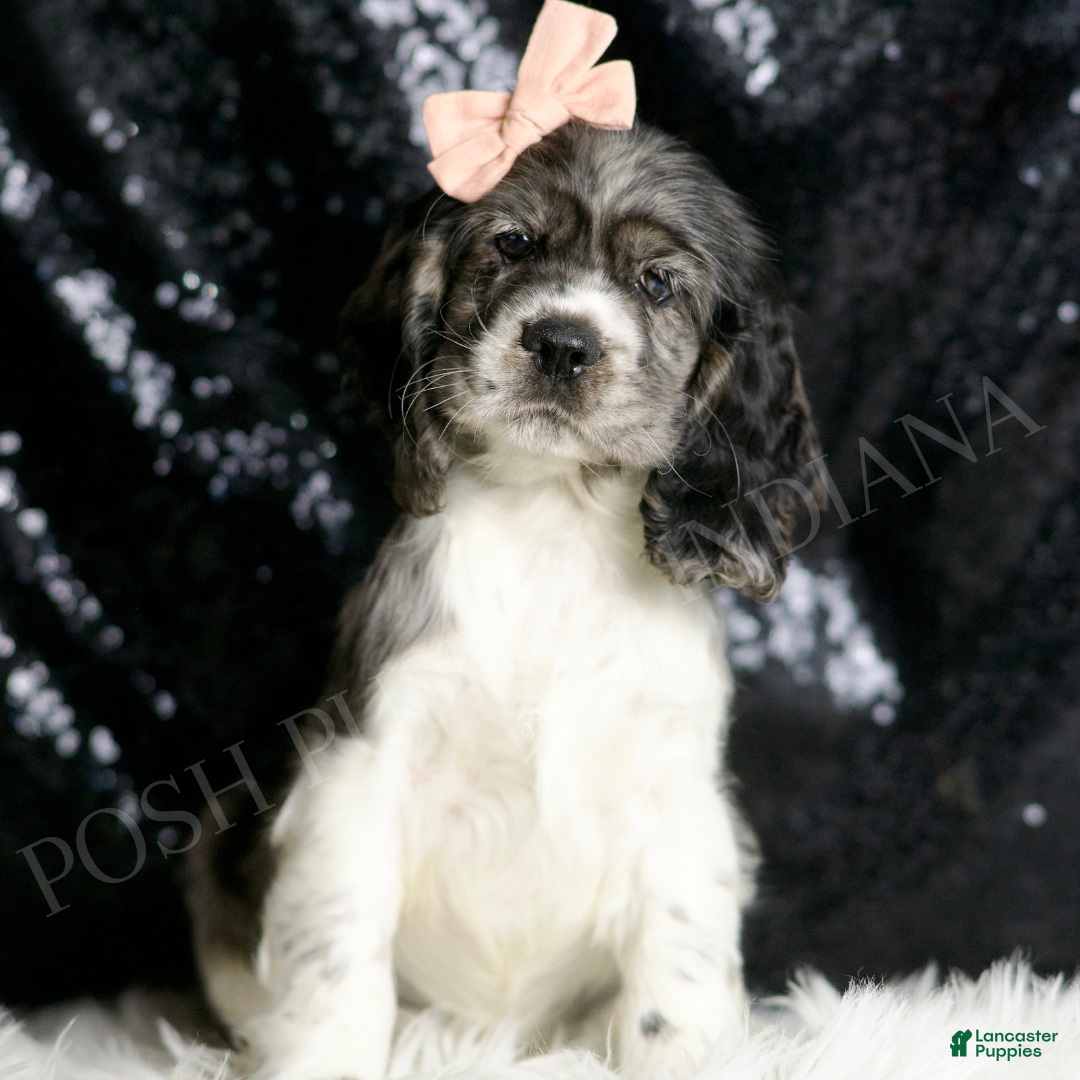 Cocker Spaniel dogs Fallon - Ad 41