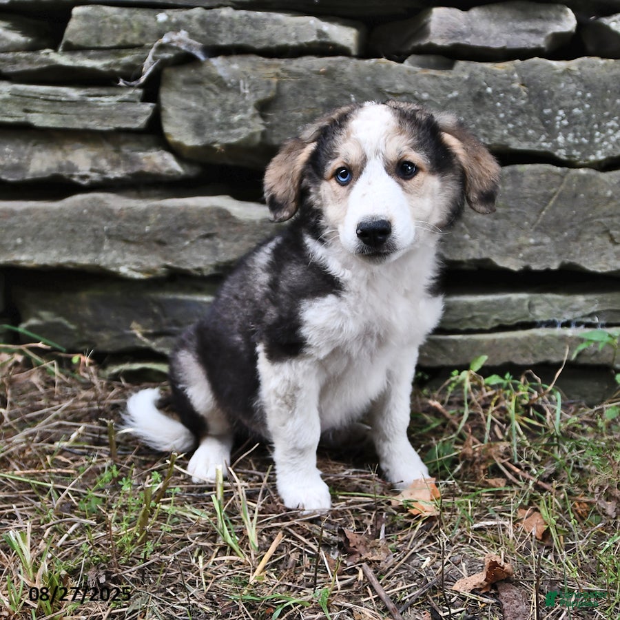 Mixed Breed dogs Marshall - Ad 15