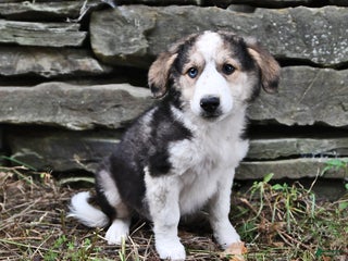 Mixed Breed dogs Marshall - Ad 9