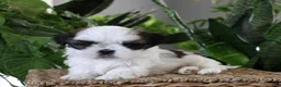 Shih Tzu dogs for sale: Jillian - Ad 1