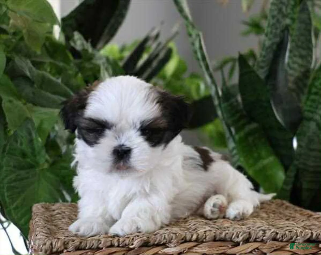 Shih Tzu dogs for sale: Jillian - Ad 1